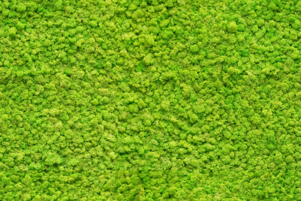 seamless close up green moss texture stock photo