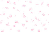 istock Seamless pattern background of petals scattered with cherry blossoms. Watercolor illustration. 1286845280
