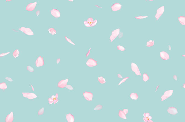 桜が散らばった花びらのシームレスなパターン背景。水彩画のイラスト。 - 花びら　舞う ストックフォトと画像