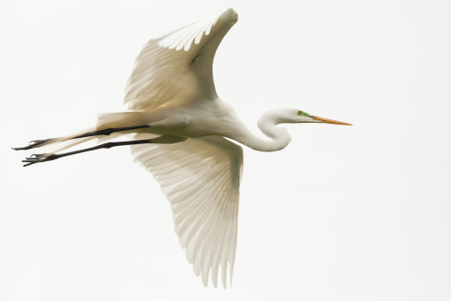A Great Egret flying.