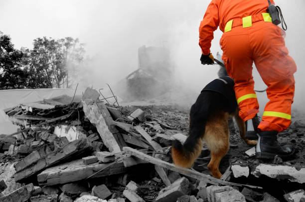 Searching through a destroyed building with the help of rescue dogs stock photo