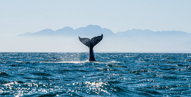 seascape with whale tail. - bultrug stockfoto's en -beelden