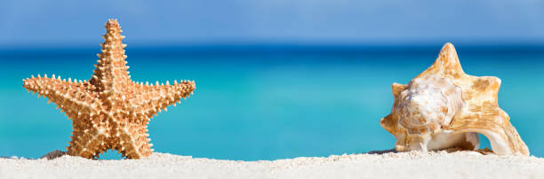 Seashell and starfish on caribbean sandy beach. Long banner stock photo