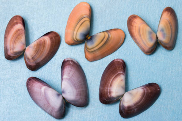 Seashell butterfly clam shells on blue background stock photo