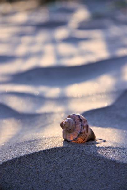seashell on the sand strips of sunlight shadow stock photo