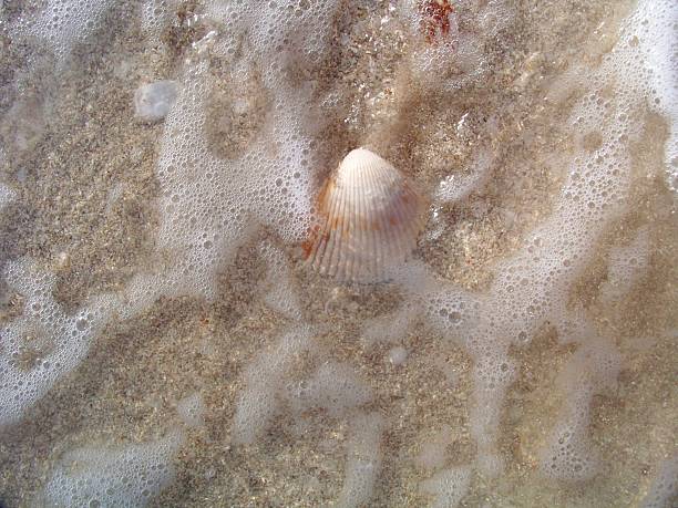 Seashell Under Water stock photo