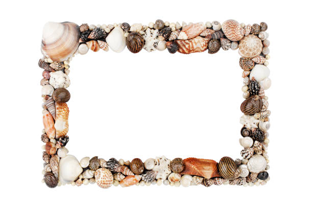 Seashells pattern empty frame on white background isolated close up, blank sea shells border, summer beach holidays concept, tropical ocean island vacation backdrop, tourist travel banner, copy space stock photo
