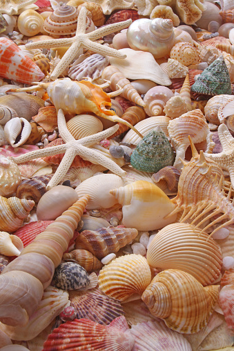 ✓ Imagen de Fondo de concha de mar con estrellas de mar. Muchas conchas  marinas de colores diferentes y estrellas de mar apiladas juntas. Vida  oceánica. Fotografía de Stock