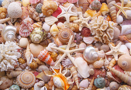 Seashells background, many amazing tropical seashells, corals and starfishes mixed