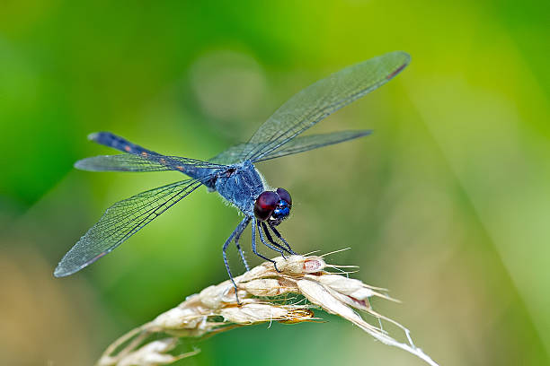 Seaside Dragonlet Dragonfly Seaside Dragonlet Dragonfly dragonfly stock pictures, royalty-free photos & images