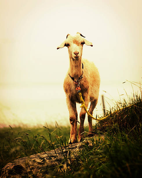 Seaside Goat stock photo