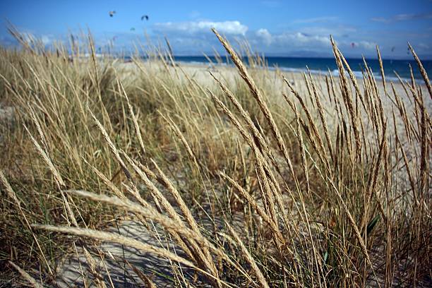 Seaside grass stock photo