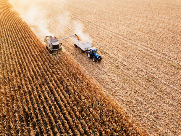 Seasonal work on the field Aerial view of combine harvesting ripe wheat corn field stock pictures, royalty-free photos & images