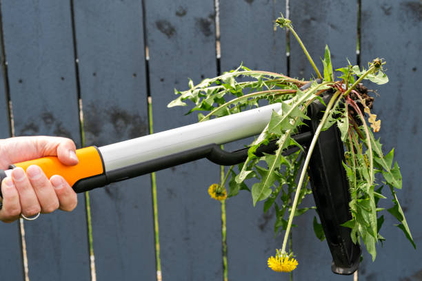 Seasonal yard work. Mechanical device for removing dandelion weeds by pulling the tap root. Weed control stock photo