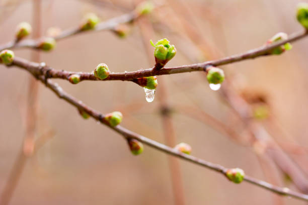4 Seasons drops of spring rain on the opening buds. selective focus, shallow depth of field bud stock pictures, royalty-free photos & images