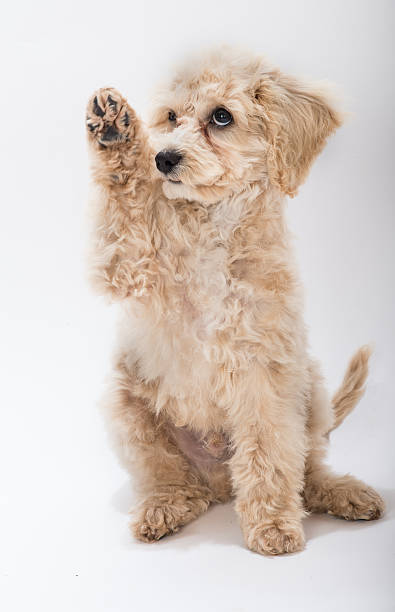 Seated Tan Cock-a-Poo Puppy Raising Paw Light tan colored seated Cock-a-Poo puppy raising his right paw. cockapoo stock pictures, royalty-free photos & images