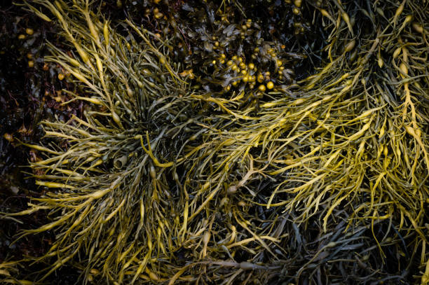 Seaweed exposed on the shore at low tide Seaweed - Bladderwrack - exposed on the shore at low tide, Strangford Lough, County Down, Northern Ireland.   strangford lough stock pictures, royalty-free photos & images