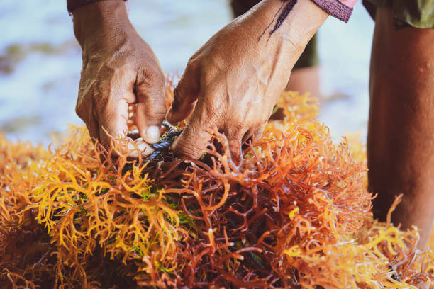 Seaweed farm in Nusa Penida, Indonesia Selective focus on farmer's hands collecting seaweed at seaweed farm in Nusa Penida, Indonesia seaweed stock pictures, royalty-free photos & images