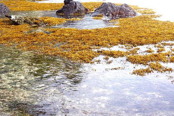 Seaweed growing in Makaha Beach Park stock photo