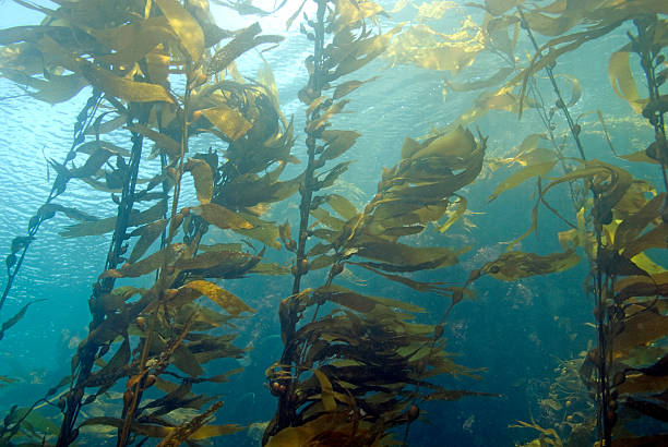Seaweed kelp forest at Catalina Island stock photo