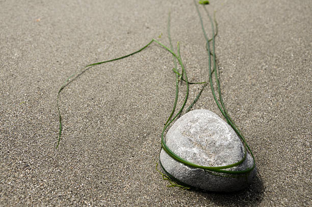 Seaweed Lasso stock photo