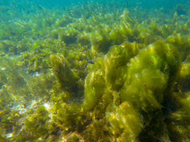 Seaweed on marine plants, underwater photo of tropical seashore. Mossy plant on coral reef. Phytoplankton undersea stock photo