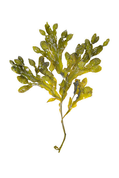 seaweed on white seaweed shot on white algae stock pictures, royalty-free photos & images