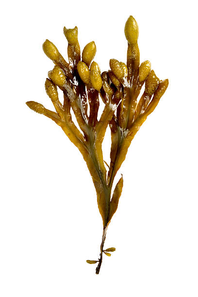 seaweed on white seaweed cut out on a white background green algae stock pictures, royalty-free photos & images