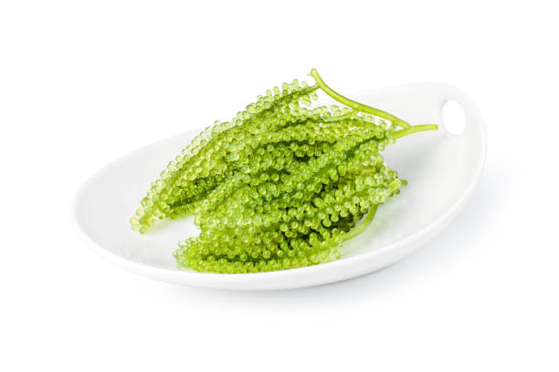 seaweed (Caulerpa Lentillifera, green caviar) Closeup sea grapes seaweed (Caulerpa Lentillifera, green caviar) in ceramic plate isolated on white backgrpound. green algae stock pictures, royalty-free photos & images