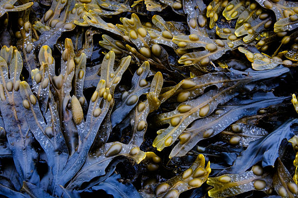 Seaweed stock photo