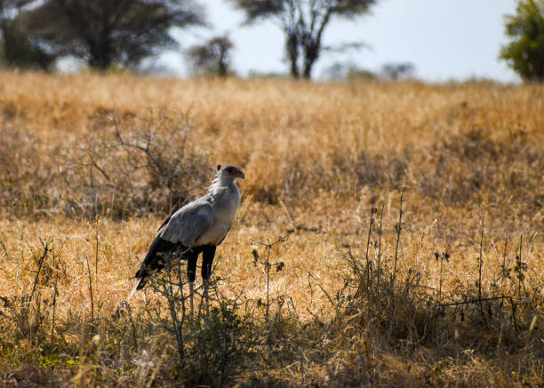 Secretary Bird looking around in Tarangire National Park, Tanzania stock photo