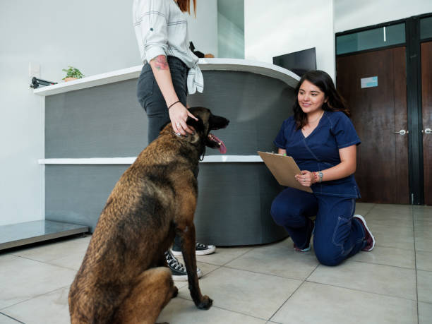 Secretary with clipboard looking at dog at vet's stock photo