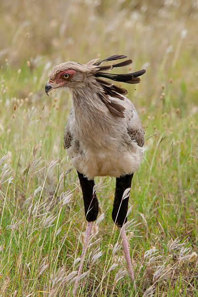 Secretarybird in the Serengeti stock photo