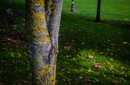 A tree showing signs of lichen disease