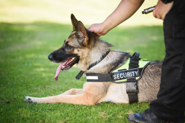 Security Dog and Handler stock photo