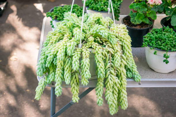 Sedum morganianum (lamb's tail, burro's tail, horses tail) in white pot hanging. Sedum morganianum is popular and easy-to-grow succulent with trailing stems and fleshy blue-green leaves. Basic houseplant Sedum morganianum (lamb's tail, burro's tail, horses tail) in white pot hanging. Sedum morganianum is popular and easy-to-grow succulent with trailing stems and fleshy blue-green leaves. Basic houseplant crassulaceae stock pictures, royalty-free photos & images