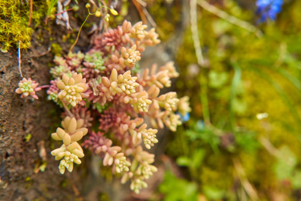 Sedum plant growing in the mountains wraps around the stone Sedum plant growing in the mountains wraps around the stone. crassulaceae stock pictures, royalty-free photos & images