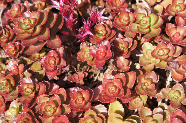 Sedum spurium dragons blood red and green plant Sedum spurium dragons blood red and green plant crassulaceae stock pictures, royalty-free photos & images
