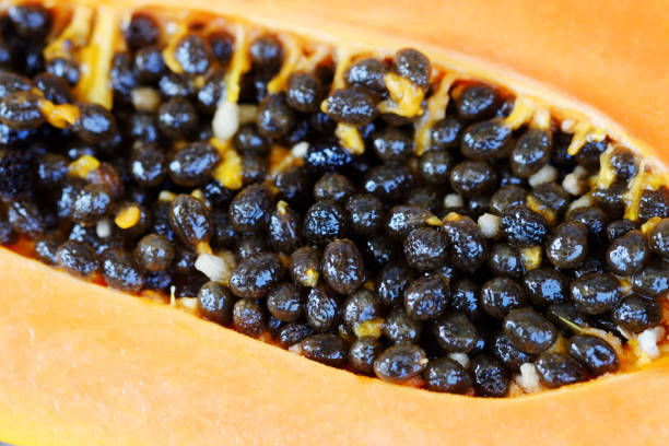 Seed of papaya. stock photo