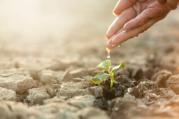 Seeding Plant, woman hand Seeding Plant, woman hand watering young tree on cracked earth soil climate stock pictures, royalty-free photos & images