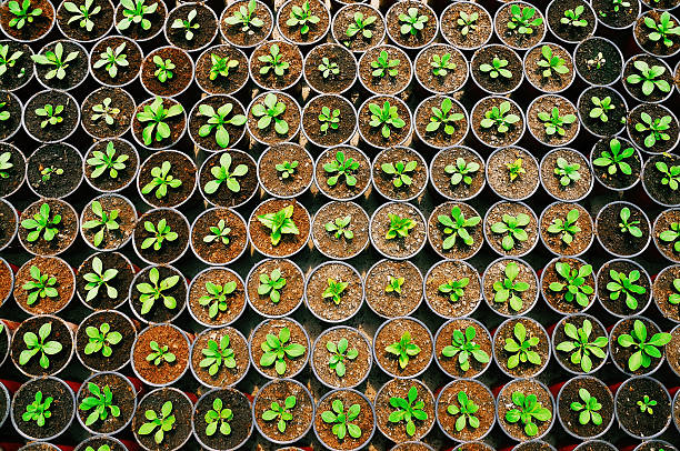 seedling texture plant seedling texture top view cultivated photos stock pictures, royalty-free photos & images