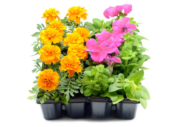 Seedling tray of petunia and marigold flowers on white background stock photo