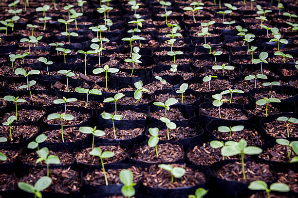 Seedlings are ready for planting For species to