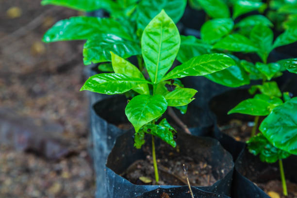 Seedlings of coffee plants in a nursery stock photo
