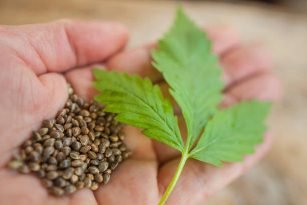 seeds and cannabis leaf in a farmer's hand stock photo