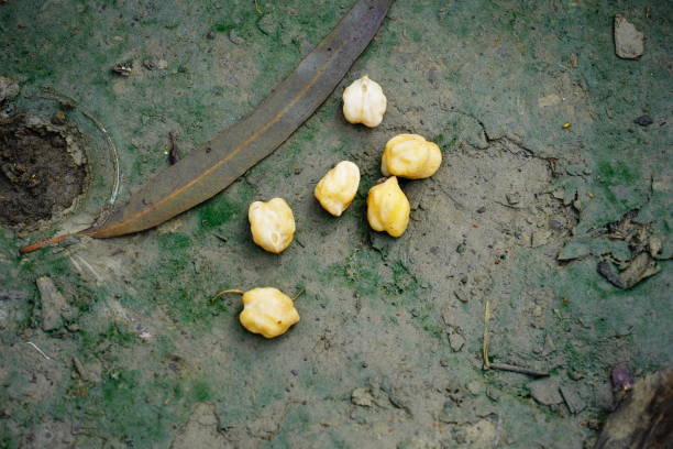 seeds of chickpea in park image - pea protein powder isolated bildbanksfoton och bilder
