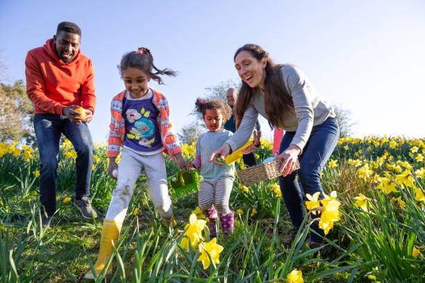 I Seen It First! A multi-gen family walking through a field of daffodil flowers in Hexham, Northumberland. They are searching for eggs on an Easter egg hunt, they are holding their baskets to collect the eggs. easter sunday stock pictures, royalty-free photos & images