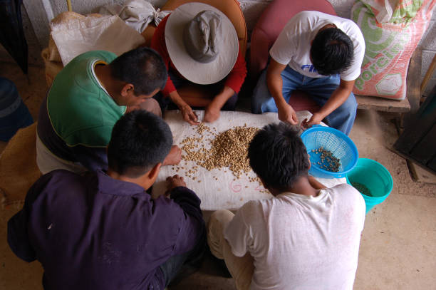 Selecting Coffee Beans, Cuetzalan, Puebla stock photo