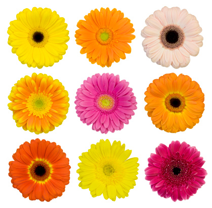 Collection of isolated Gerbera daisies. Montage.
