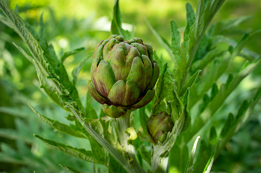 selective focus of a fresh ecological artichoke growing in an orchard with blurred background